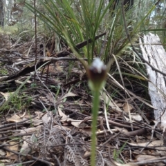 Pterostylis pedunculata at Paddys River, ACT - 11 Oct 2016