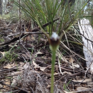 Pterostylis pedunculata at Paddys River, ACT - 11 Oct 2016