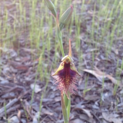 Calochilus platychilus (Purple Beard Orchid) at Umbagong District Park - 1 Nov 2016 by PeterR