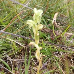 Hymenochilus cycnocephalus (Swan greenhood) at Cotter River, ACT - 23 Oct 2016 by PeterR