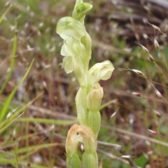 Hymenochilus cycnocephalus at Cotter River, ACT - suppressed