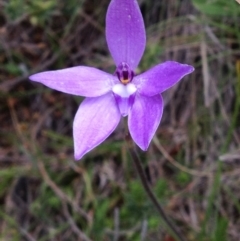 Glossodia major (Wax Lip Orchid) at Cotter River, ACT - 23 Oct 2016 by PeterR