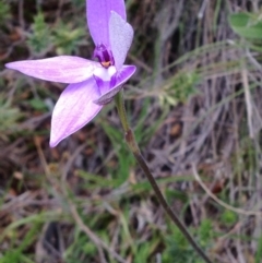 Glossodia major at Cotter River, ACT - suppressed