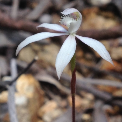 Caladenia ustulata (Brown Caps) at Cotter River, ACT - 23 Oct 2016 by PeterR