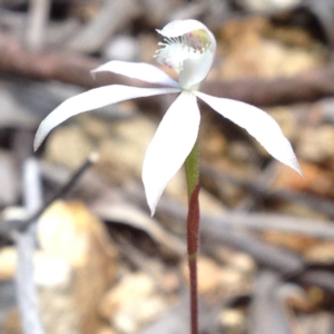 Caladenia ustulata at Cotter River, ACT - 23 Oct 2016