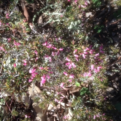 Lissanthe strigosa subsp. subulata (Peach Heath) at Forde, ACT - 26 Sep 2016 by sybilfree