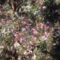 Lissanthe strigosa subsp. subulata (Peach Heath) at Forde, ACT - 25 Sep 2016 by sybilfree