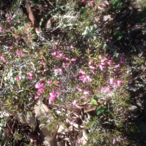 Lissanthe strigosa subsp. subulata at Forde, ACT - 26 Sep 2016