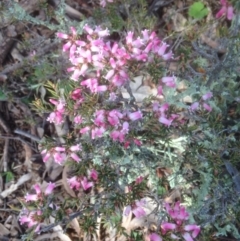 Lissanthe strigosa subsp. subulata at Forde, ACT - 26 Sep 2016