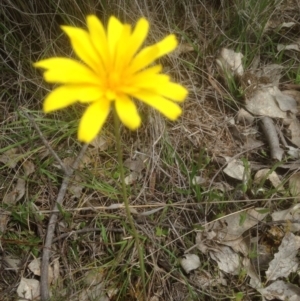 Microseris walteri at Gungahlin, ACT - 26 Sep 2016