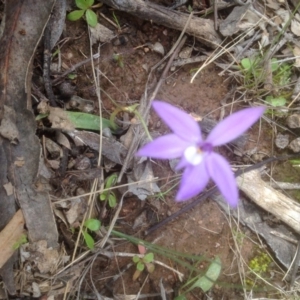 Glossodia major at Gungahlin, ACT - 26 Sep 2016