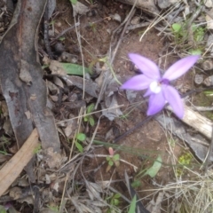 Glossodia major at Gungahlin, ACT - 26 Sep 2016