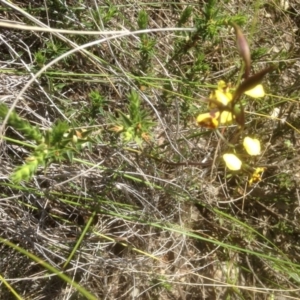 Diuris sp. at Gungahlin, ACT - suppressed