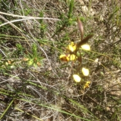 Diuris sp. at Gungahlin, ACT - suppressed