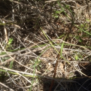 Diuris sp. at Gungahlin, ACT - suppressed