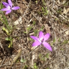 Glossodia major at Gungahlin, ACT - 2 Oct 2016