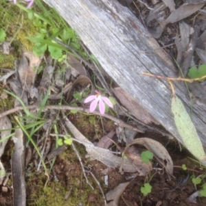 Caladenia fuscata at Forde, ACT - 20 Oct 2016