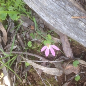 Caladenia fuscata at Forde, ACT - 20 Oct 2016