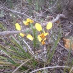 Diuris nigromontana (Black Mountain Leopard Orchid) at Gossan Hill - 28 Oct 2016 by sybilfree
