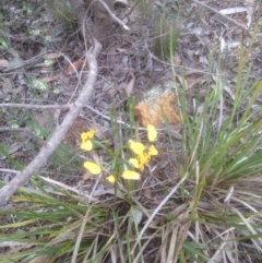 Diuris nigromontana at Bruce, ACT - 29 Oct 2016