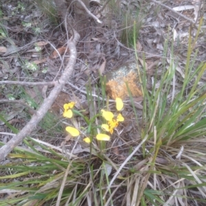 Diuris nigromontana at Bruce, ACT - suppressed