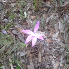 Glossodia major (Wax Lip Orchid) at Point 479 - 29 Oct 2016 by sybilfree