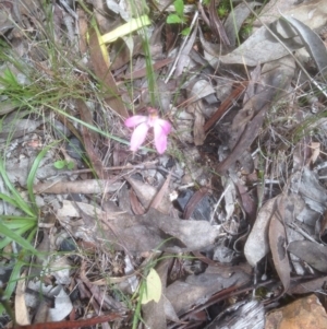 Caladenia fuscata at Bruce, ACT - suppressed