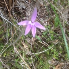 Glossodia major (Wax Lip Orchid) at Bruce, ACT - 29 Oct 2016 by sybilfree