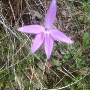 Glossodia major at Bruce, ACT - 29 Oct 2016