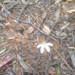 Caladenia sp. at Bruce, ACT - 29 Oct 2016