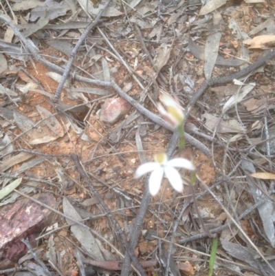 Caladenia sp. (A Caladenia) at Gossan Hill - 29 Oct 2016 by sybilfree