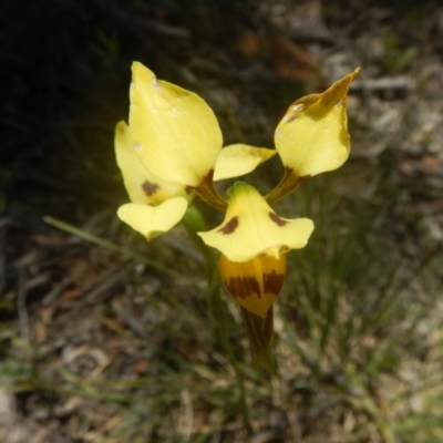 Diuris sulphurea (Tiger Orchid) at Black Mountain - 17 Nov 2016 by MichaelMulvaney