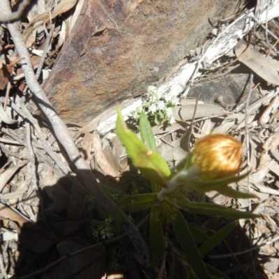 Coronidium oxylepis subsp. lanatum (Woolly Pointed Everlasting) at Black Mountain - 17 Nov 2016 by MichaelMulvaney