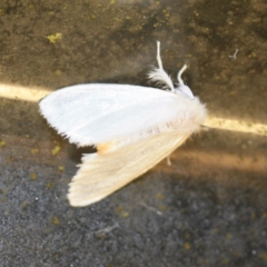 Trichiocercus sparshalli (Sparshall's Moth) at Tathra Public School - 15 Nov 2016 by KerryVance