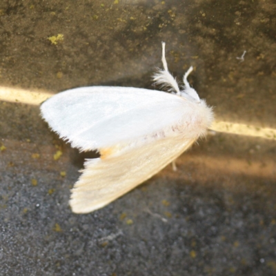 Trichiocercus sparshalli (Sparshall's Moth) at Tathra Public School - 15 Nov 2016 by KerryVance