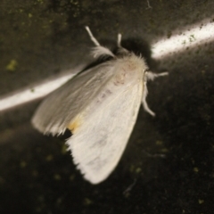 Trichiocercus sparshalli at Tathra Public School - 16 Nov 2016