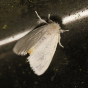 Trichiocercus sparshalli at Tathra Public School - 16 Nov 2016