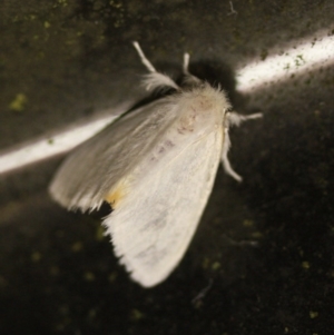 Trichiocercus sparshalli at Tathra Public School - 16 Nov 2016 12:00 AM