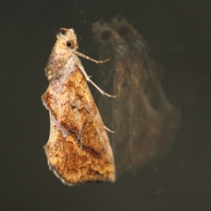 Plusiodonta arctipennis at Tathra Public School - 16 Nov 2016 12:00 AM