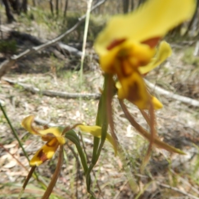 Diuris sulphurea (Tiger Orchid) at Black Mountain - 17 Nov 2016 by MichaelMulvaney