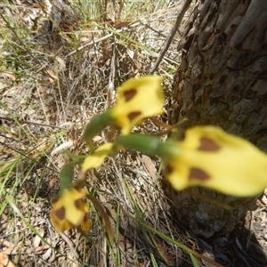 Diuris sulphurea at Point 61 - 17 Nov 2016