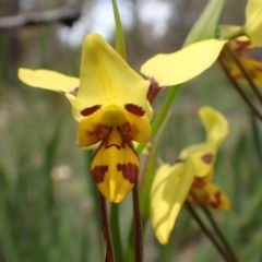 Diuris sulphurea (Tiger Orchid) at Point 5828 - 9 Nov 2016 by jhr