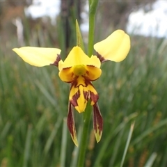 Diuris sulphurea at Point 5828 - suppressed