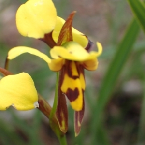 Diuris sulphurea at Point 5828 - suppressed