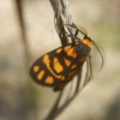 Asura lydia (Lydia Lichen Moth) at Black Mountain - 17 Nov 2016 by MichaelMulvaney