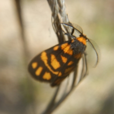 Asura lydia (Lydia Lichen Moth) at Point 61 - 17 Nov 2016 by MichaelMulvaney