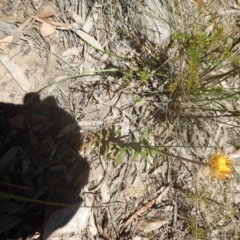 Coronidium oxylepis subsp. lanatum (Woolly Pointed Everlasting) at Black Mountain - 17 Nov 2016 by MichaelMulvaney