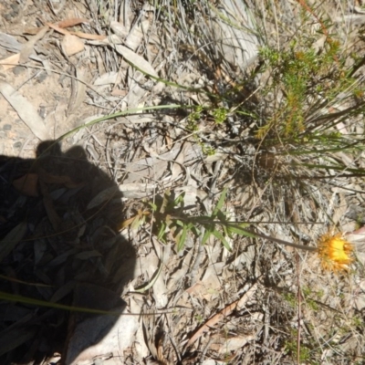 Coronidium oxylepis subsp. lanatum (Woolly Pointed Everlasting) at Canberra Central, ACT - 17 Nov 2016 by MichaelMulvaney