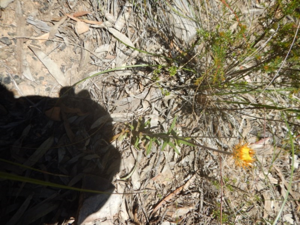 Coronidium oxylepis subsp. lanatum at Point 62 - 17 Nov 2016
