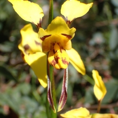 Diuris sulphurea (Tiger Orchid) at Bruce, ACT - 11 Nov 2016 by jhr